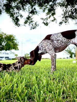 Alaysa’s Fur-Tastic Pet Sitting