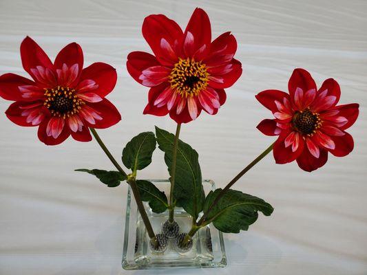 Dahlia Show & Competition 2023