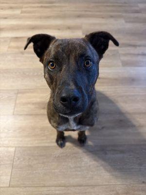 Groomingdales Paw Spa