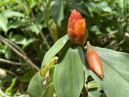 Mead Botanical Garden