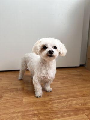 13 year old maltese, Maxxie after her full grooming