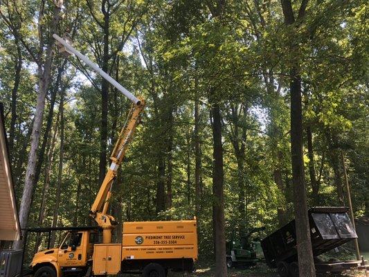 Piedmont Tree Services