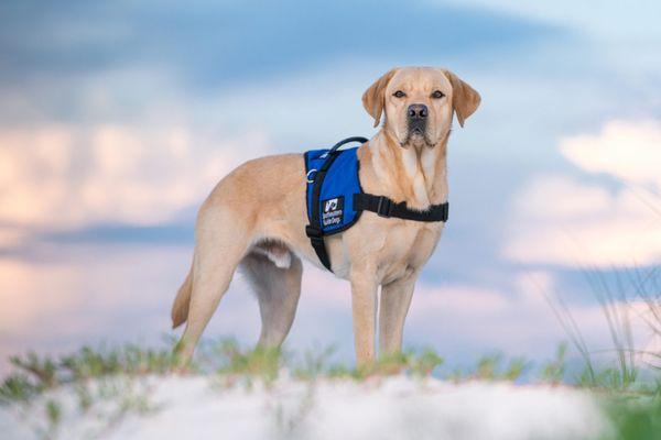 A guide dog wearing a blue coat on a beach