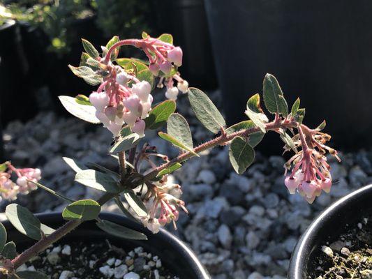 Growing Works Nursery