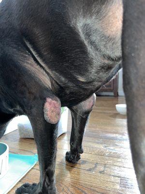 Hounds Town Island Park