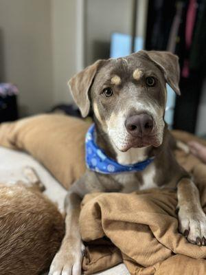 Our sweet boy Atlantic Street saved!