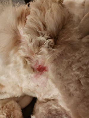 Bleeding behind his ears