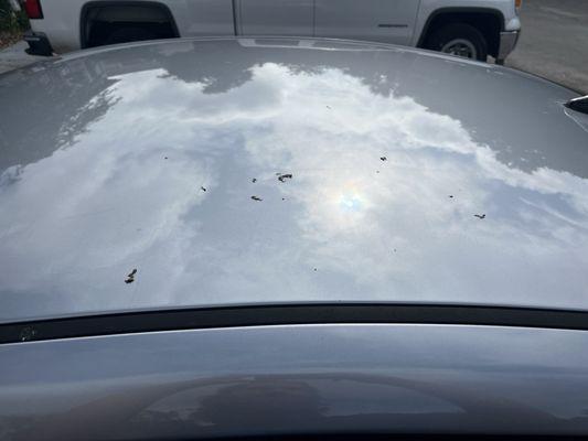 Bird poop AFTER the $15 wash.