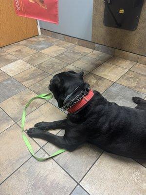 McKean Veterinary Hospital