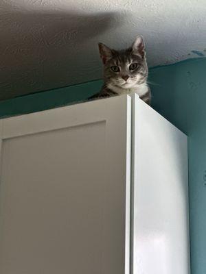 Urbana Views Remodeling