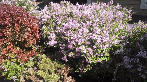 Frank Savino Landscape