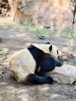 Typical panda, just sitting around
