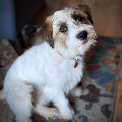 Fur Town Pet Spa- Arcadia