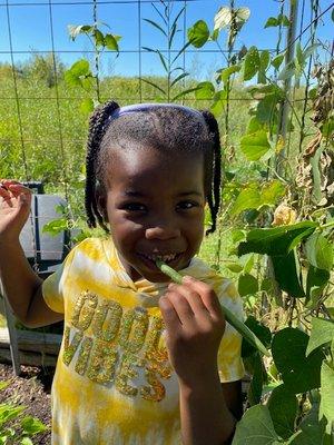 Fall harvest from our Miniapple garden.