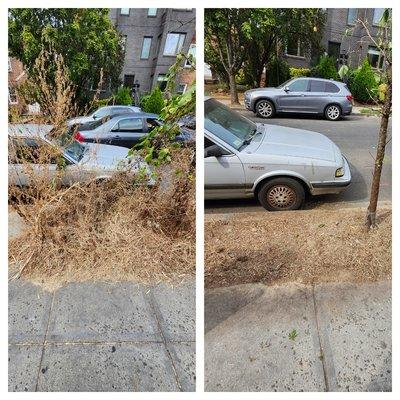Weed removal
