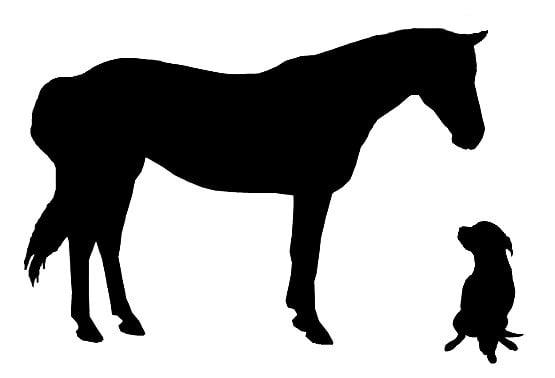 Barnyards & Backyards Farm and Pet Sitting