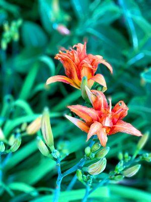 Washtenaw County -Meri Lou Murray