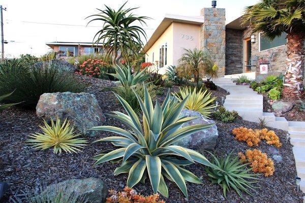 Drought tolerant, succulents, xeriscape
