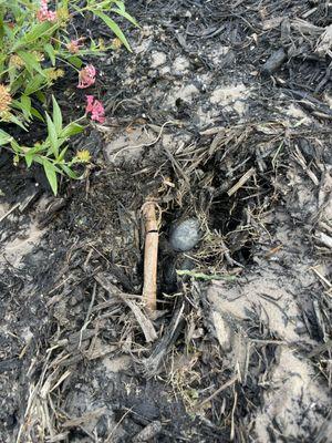 One of many irrigation lines severed with shovel