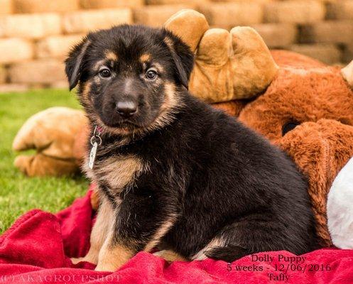 Saving Paws Rescue, Az