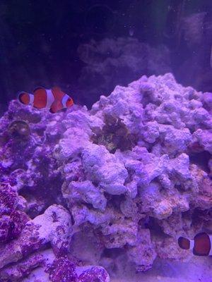 One of the coral I bought (on sale)