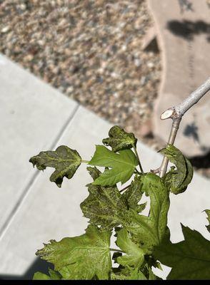 Mile High Tree Care Inc