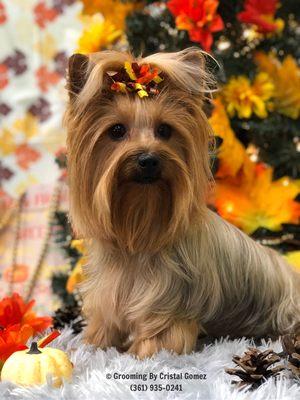 Grooming By Cristal Parkinson