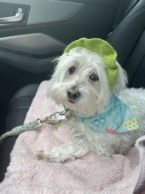 This is the picture of my dog after having dental cleaning. They dressed her up and she came so happy and relaxed.
