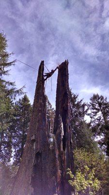 Cutting Edge Tree Service