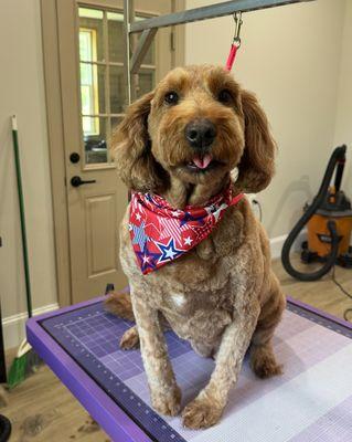 The Wylie Dog Grooming