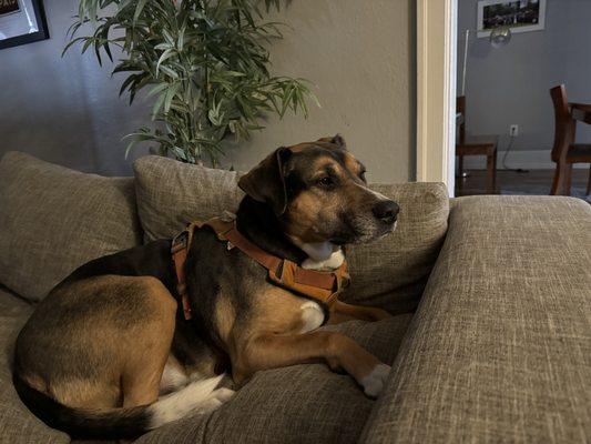 Amys Pet Sitting Service