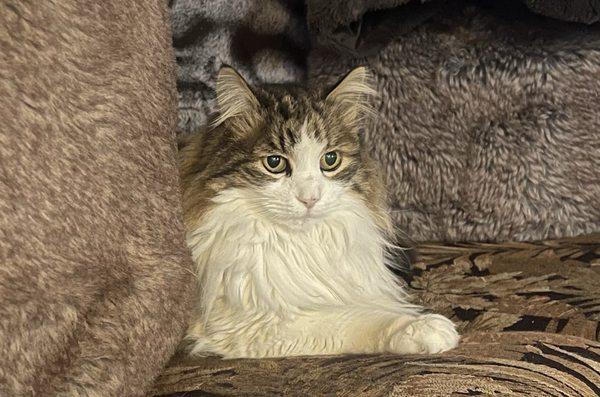 Advanced Veterinary Specialists