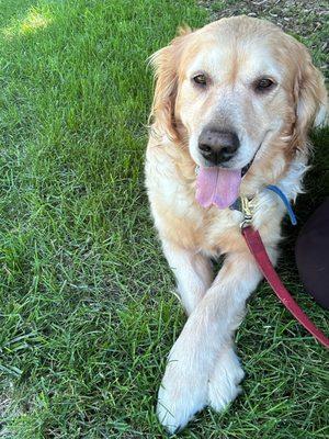 Lola. I had to return her to original family which was a Hallmark moment. Actively seeking next dog.