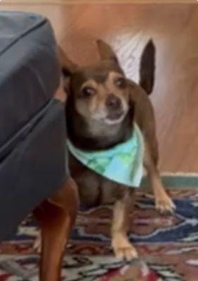 $69 bath, nails and glands through mobile service for chihuahua