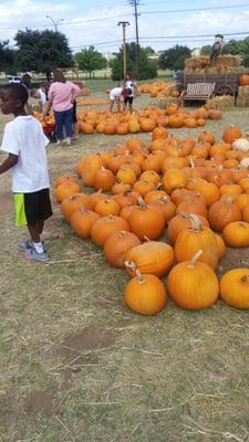 Cute little pumpkin patch
