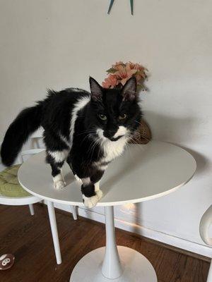 Hilton Animal Hospital