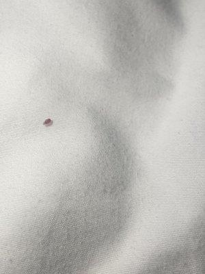 Bedbug on "clean bed"