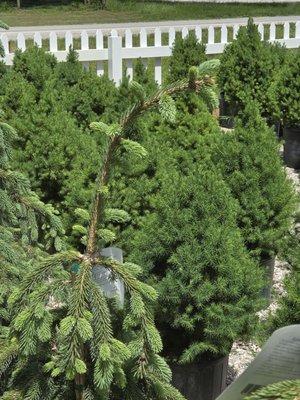 Lincoln Springs Tree Farms & Nursery