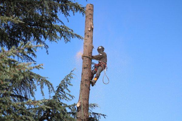 Call Oscar Tree Service