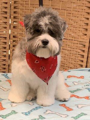 Blue Ribbon Pet Grooming