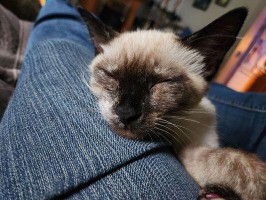 Sweet little Peanut after her check up and booster shots.