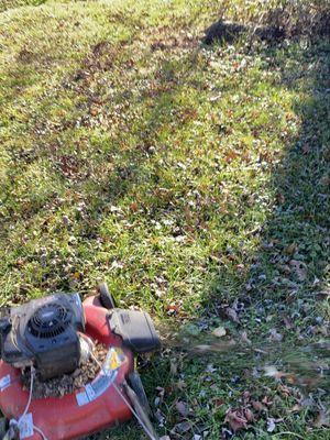 We finished a yard cut including grinding the dry leaves and the trees