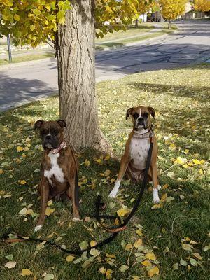 Sandi's Pampered Pets