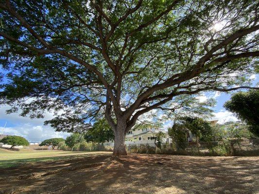 Monkeypod tree shading the area...