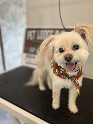 Pet Lodge & Spa of Reidville