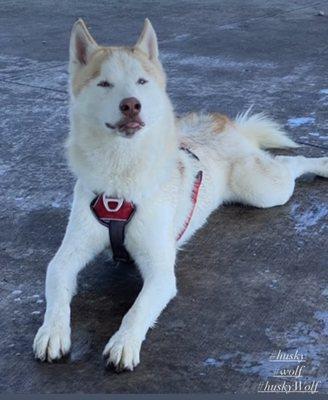 Boss The Pet Connection