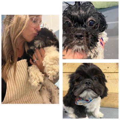 Roxanne Grooming and Pet Sitting Services