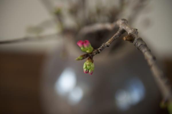 The Center For Complementary Medicine