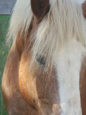 The Well Kneaded Horse