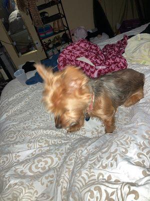 Shawna's Dog Walking